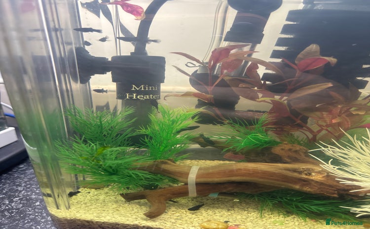 Mollies fish - Advert 1