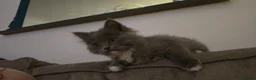 Ragdoll cats for sale: 4 gorgeous kittens available  - Advert 8