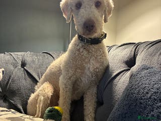 Bedlington Terrier dogs Bedlington Terrier Stud - Liver - AGE 6 in Darlington - Advert 1