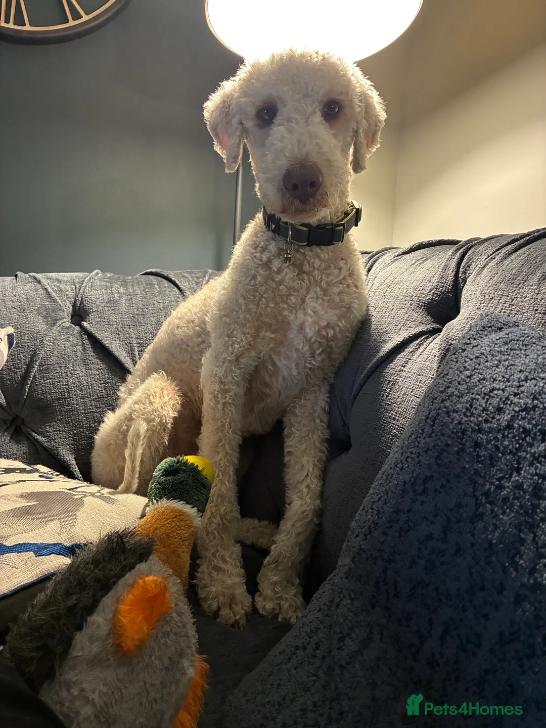 Bedlington Terrier dogs for stud: Bedlington Terrier Stud - Liver - AGE 6 - CT CLEAR in Darlington - Advert 2