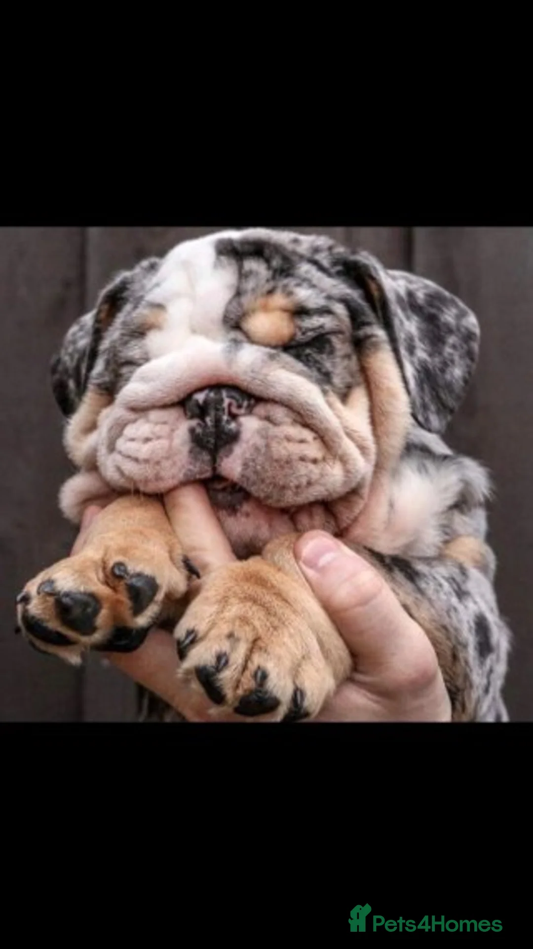 English Bulldog dogs for stud: Merle English Bulldog TRIPLE TRI PROVEN in Bradford - Advert 7
