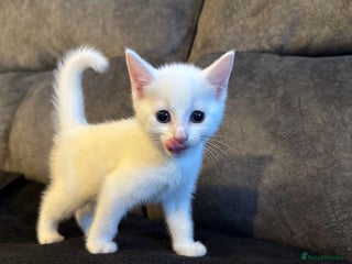 Turkish Angora cats Half Turkish Angora white kittens - Advert 2