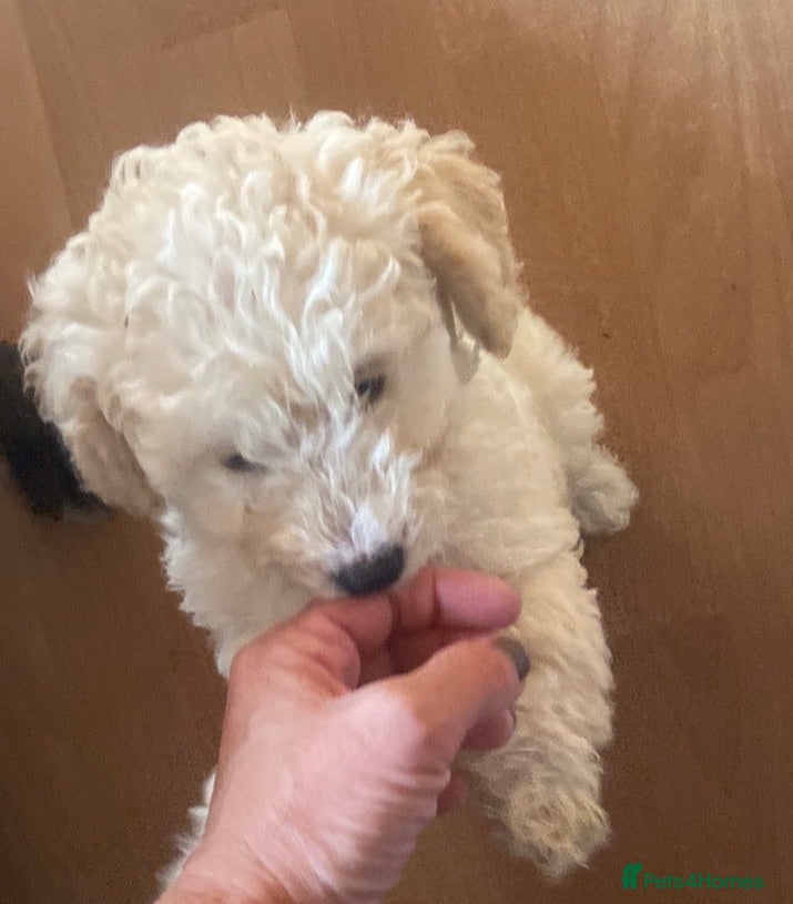 Mixed Breed dogs Tibetan x poodles  - Advert 3