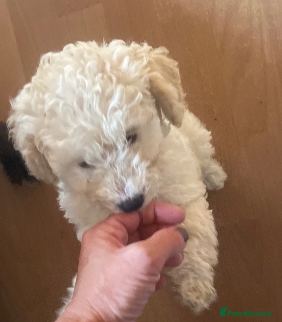 Mixed Breed dogs for sale: Tibetan x poodles  - Advert 1