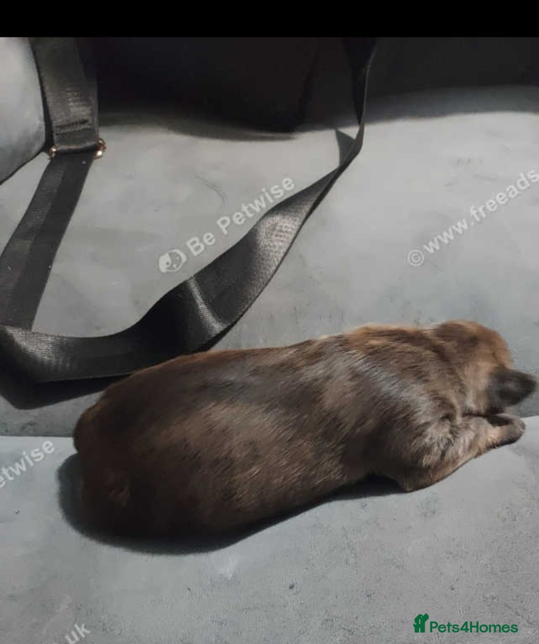 Staffordshire Bull Terrier dogs for sale: 3 males staffy puppies  for sale  - Advert 4