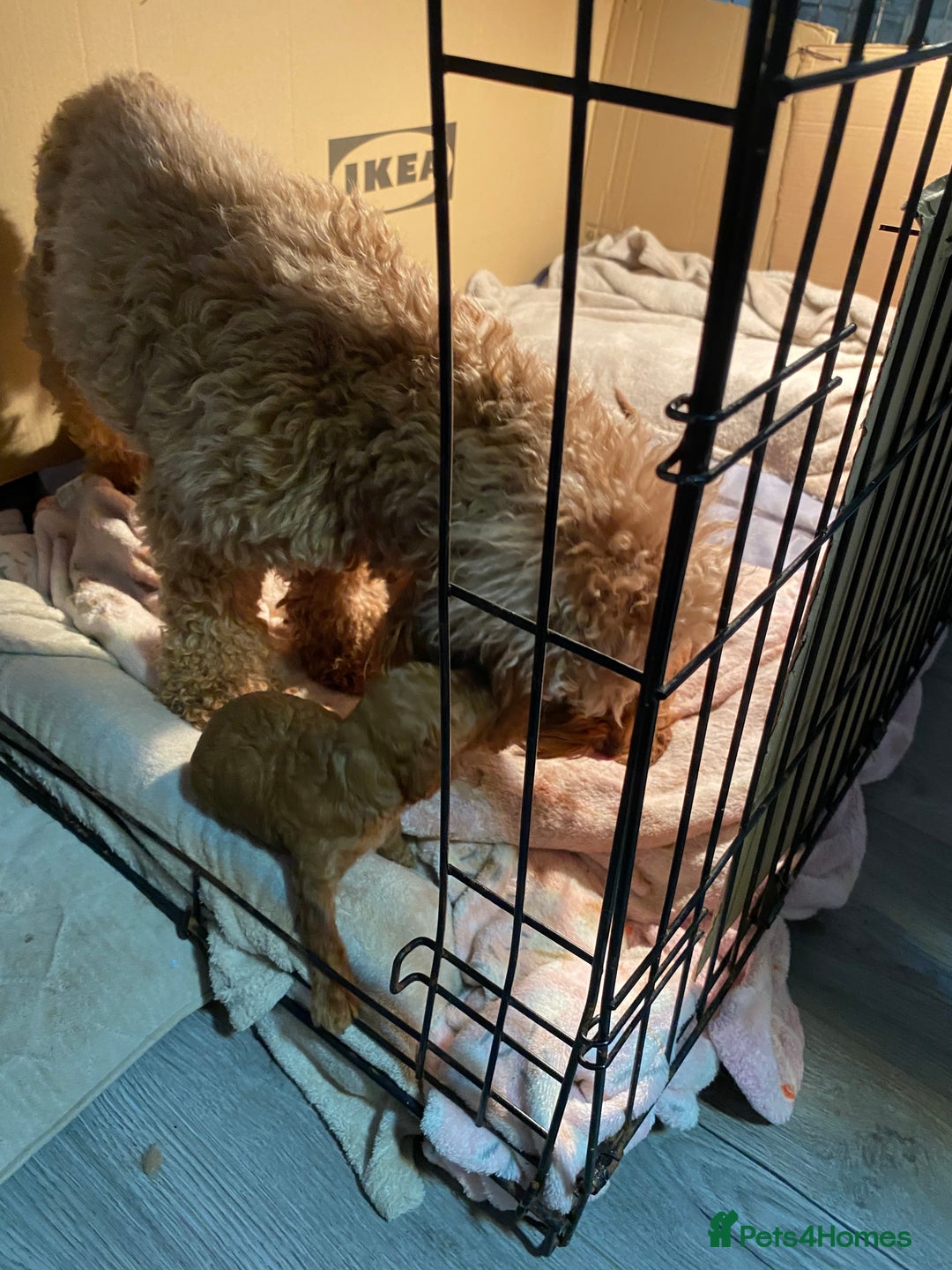 Cockapoo dogs for sale: 🐾 FLUFFY COCKAPOO PUPPIES  - Advert 7