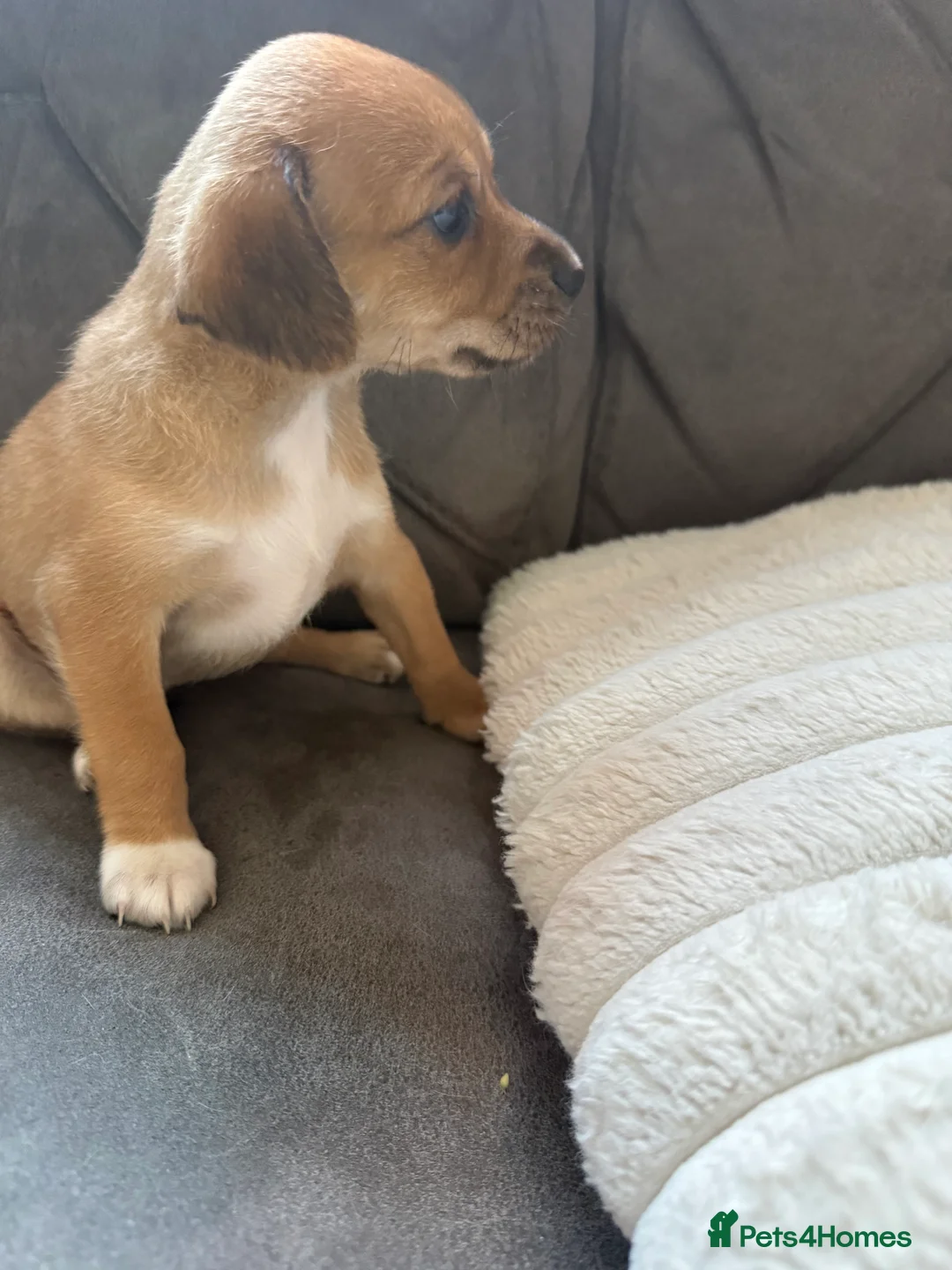Mixed Breed dogs for sale:  Beautiful Female Puppies Ready Soon  - Advert 10