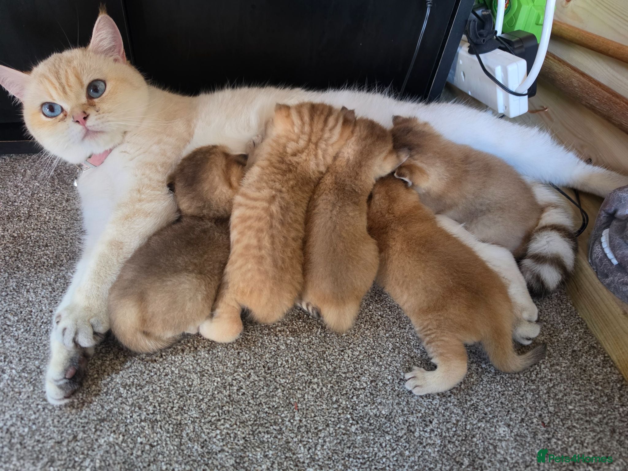 British Shorthair cats British Shorthair Golden Chinchilla Kittens - Advert 2