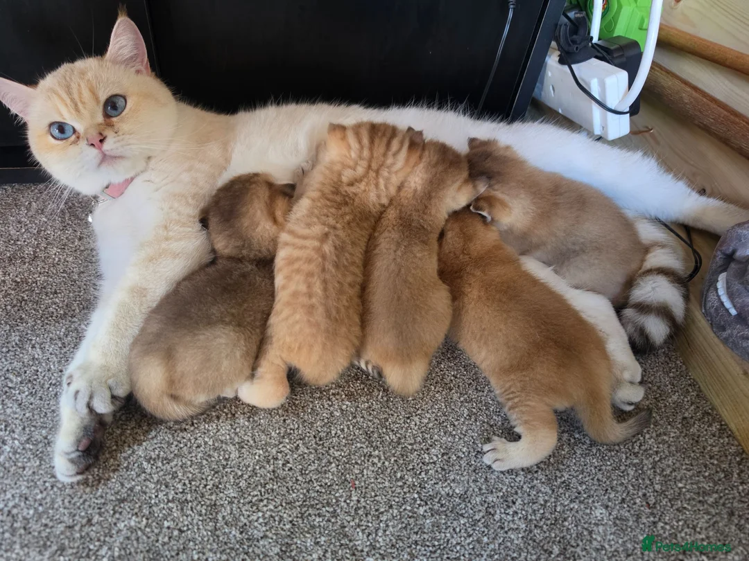 British Shorthair cats for sale: British Shorthair Golden Chinchilla Kittens - Advert 1