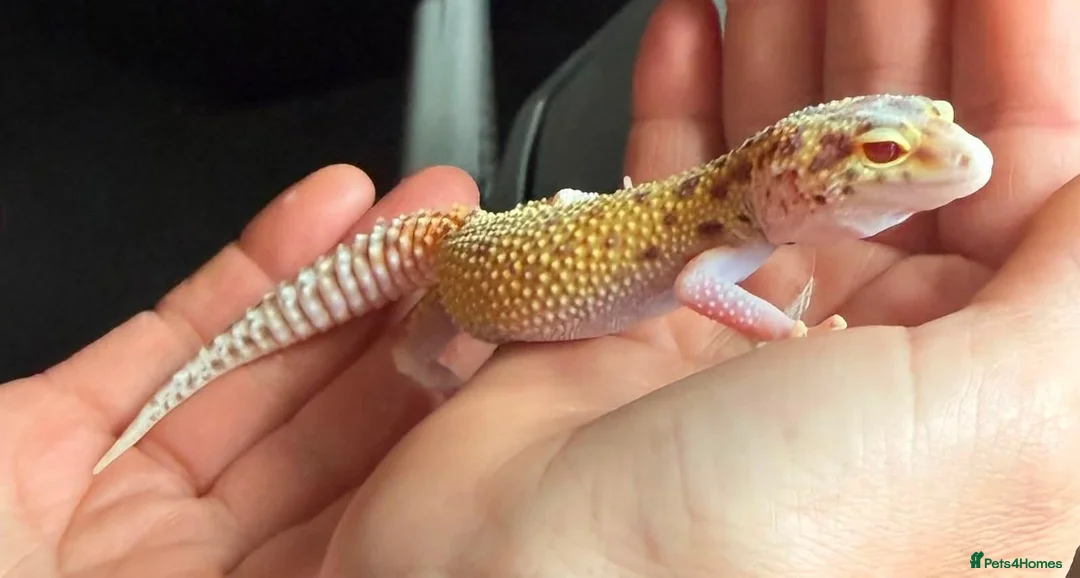 Leopard Gecko reptiles for sale: Jungle designer leopard gecko  - Advert 3