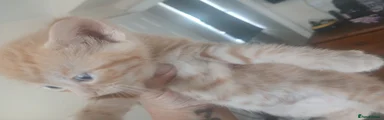 Mixed Breed Kitten 3