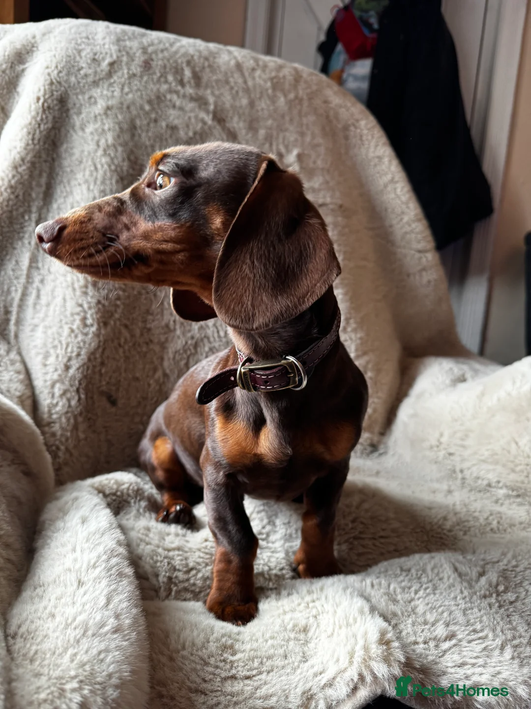 Dachshund dogs for sale: Beautiful dachshund  - Advert 4