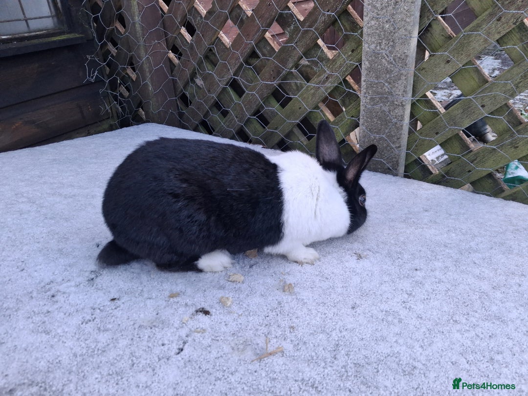 Dutch rabbits for sale: Dutch rabbits, pure bred for sale - Advert 7
