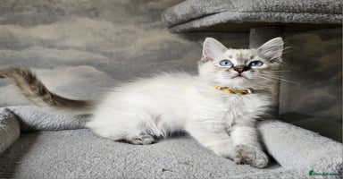 Ragdoll cats - Advert 13