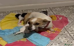 Jack Russell dogs for sale: Jack Russell Puppies For Sale - Advert 8