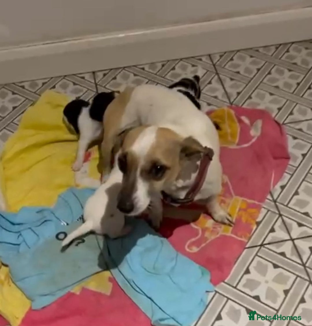 Jack Russell dogs for sale: Jack Russell Puppies For Sale - Advert 8