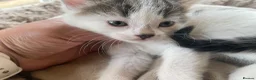 British Longhair cats for sale: Rear longhair male calico cat in Rochester - Advert 8