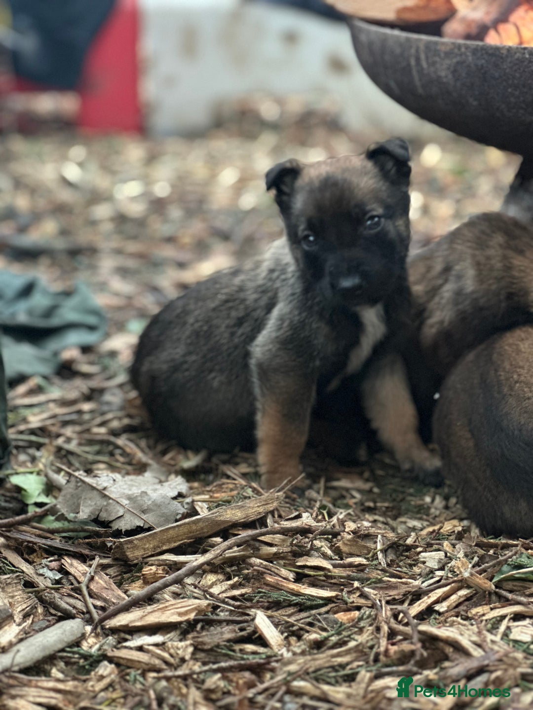 Mixed Breed dogs for sale: Dutch Herder Puppies  - Advert 11