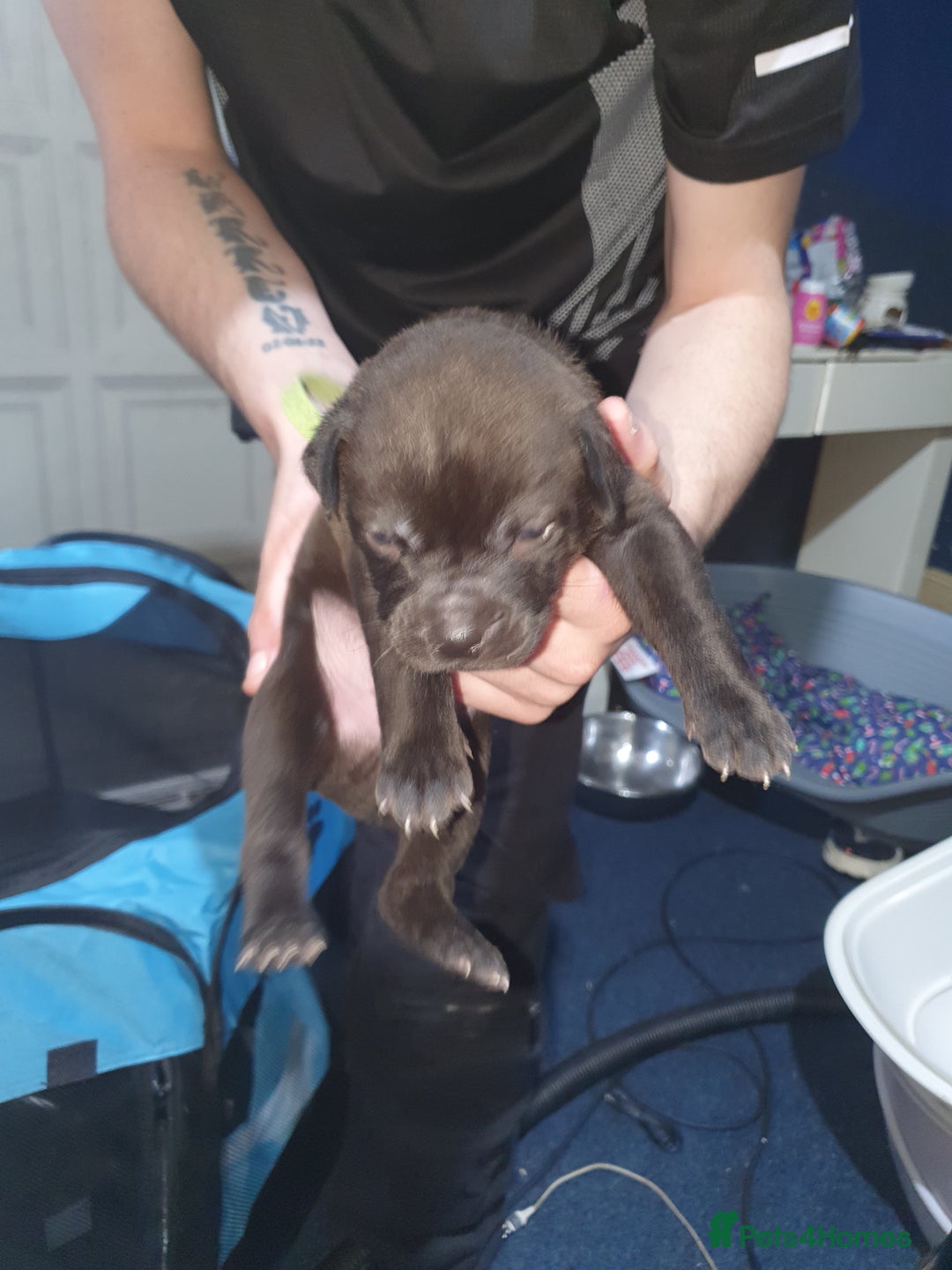 Mixed Breed dogs for sale: Staff x shar pei - Image 4