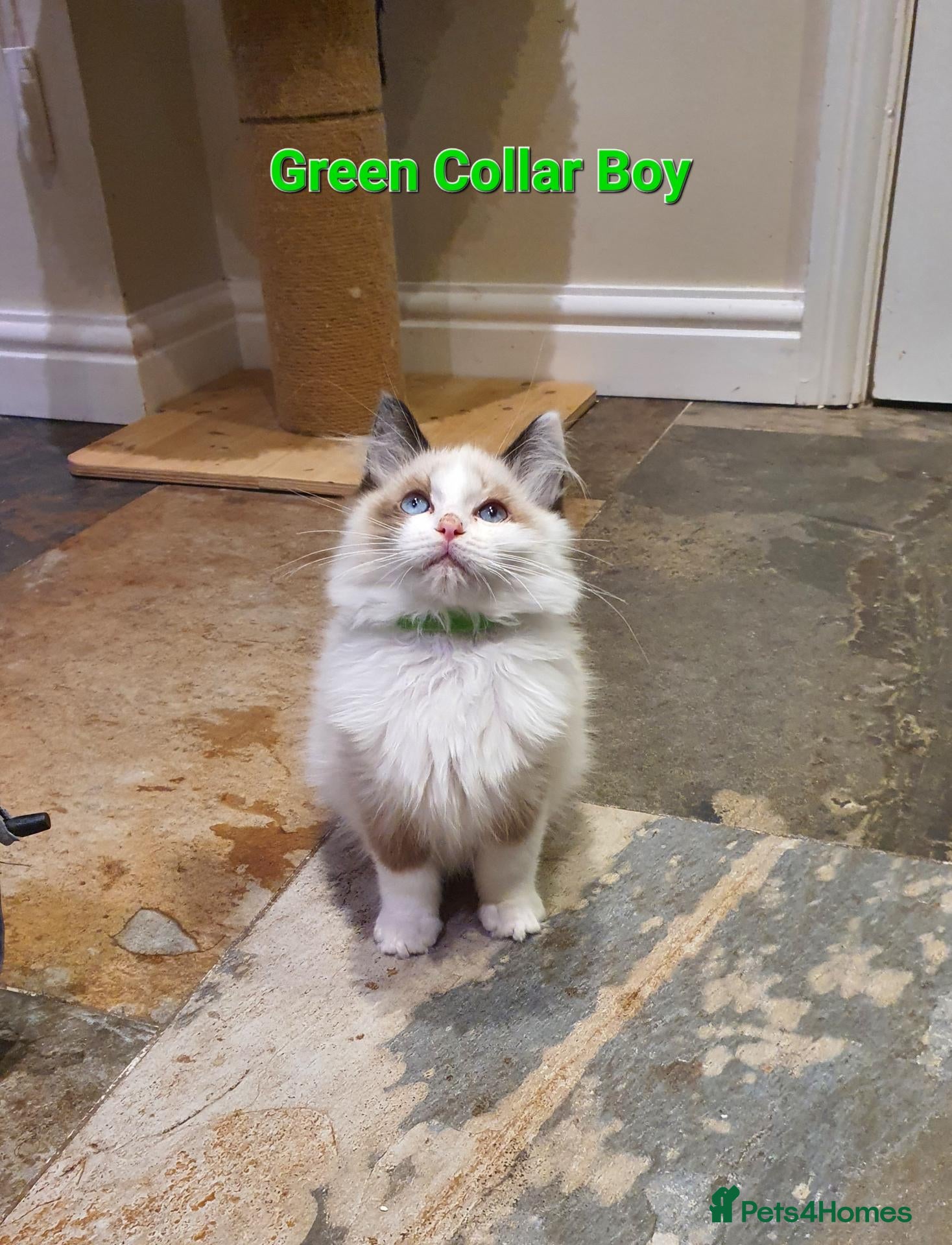 Ragdoll cats 💖Beautiful GCCF Registered Ragdoll Kittens. - Advert 2