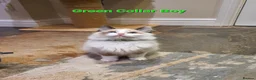 Ragdoll cats for sale: 💖Beautiful GCCF Registered Ragdoll Kittens. - Advert 25
