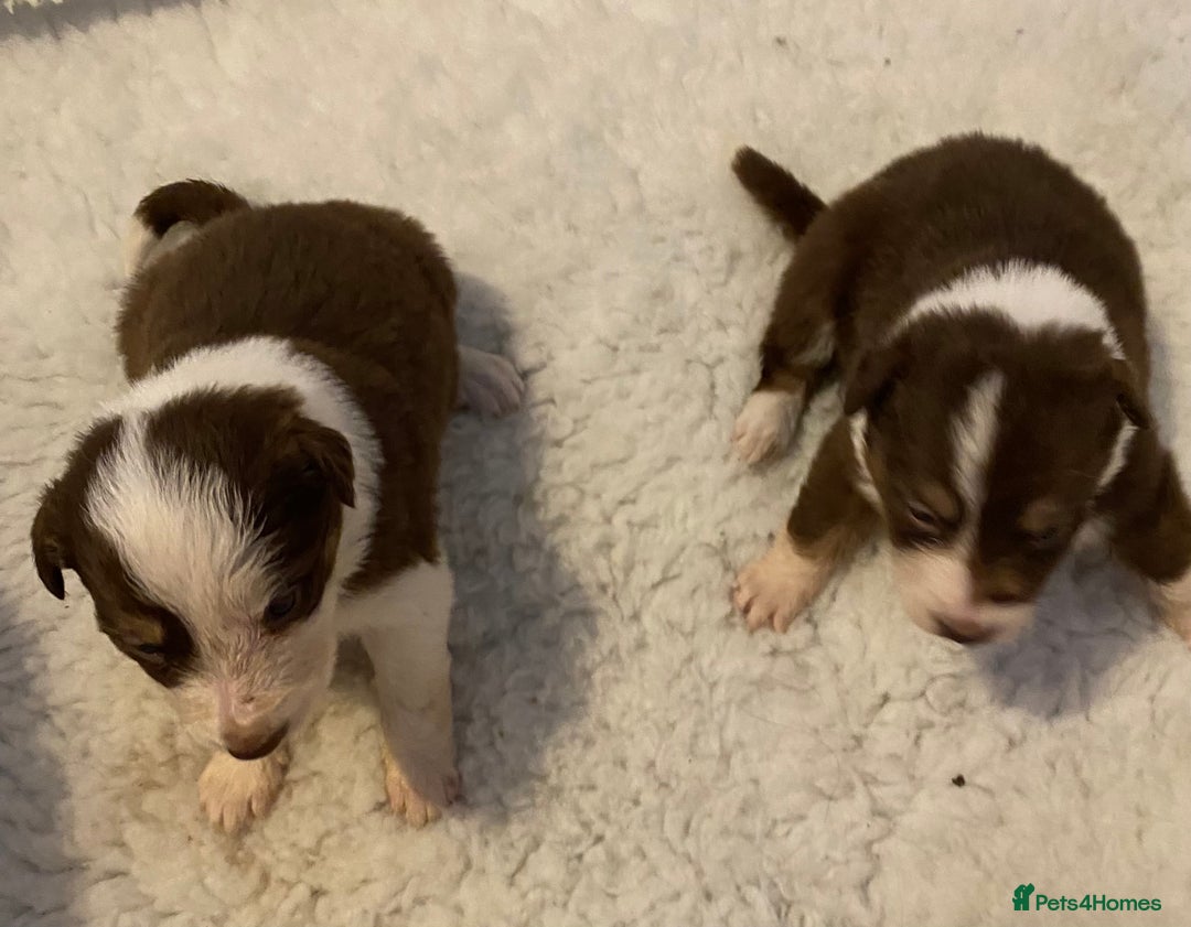 Border Collie dogs for sale: Quality Red, White & Gold Border Collie Pups - Advert 9