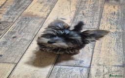 Yorkshire Terrier dogs for sale: Yorkshire Terrier Baby face boys for Sale  😍 - Image 6
