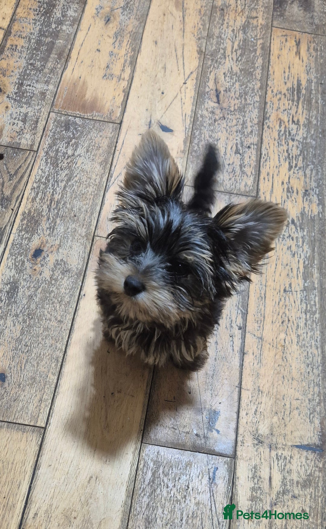 Yorkshire Terrier dogs for sale: Yorkshire Terrier Baby face boys for Sale  😍 - Image 6