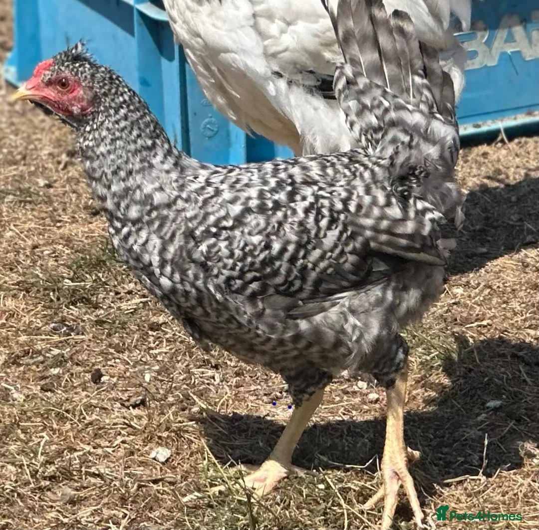 Chickens poultry for sale: Pure Breed Cockerels  - Advert 11