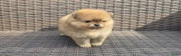 Pomeranian dogs for sale: ❤️ Exceptional KC Registered Pomeranian Puppies ❤️ - Advert 9