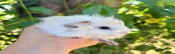 Guinea Pig rodents for sale: LOTS !!! very Friendly baby boy guinea pigs 🩵 - Advert 9