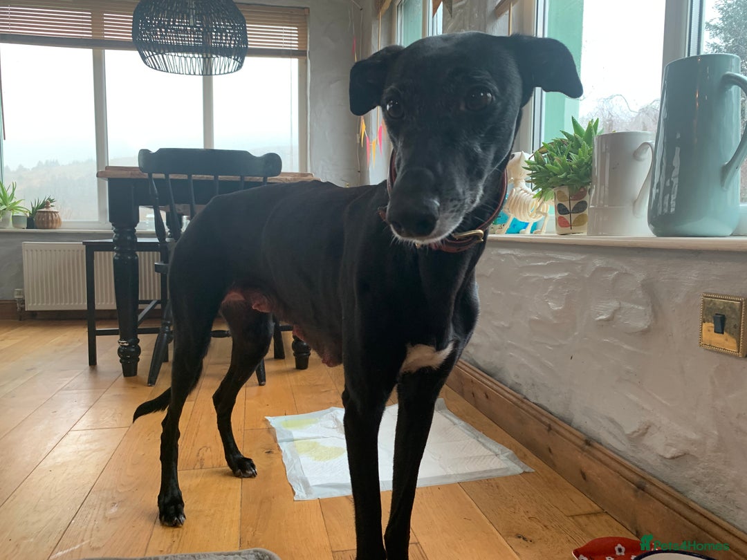 Mixed Breed dogs for sale: Labradoodle greyhound mix  - Advert 2