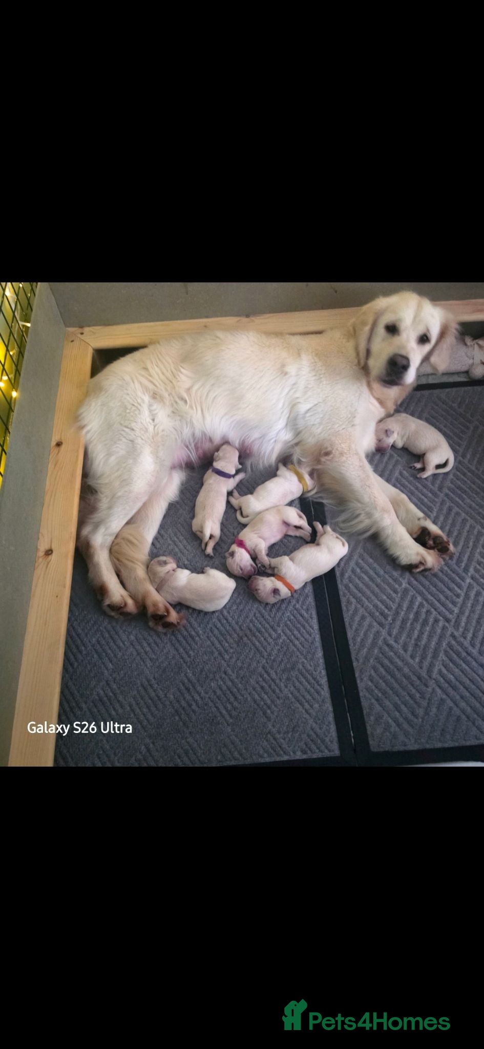 Golden Retriever dogs Golden Retriever Puppies - Advert 10