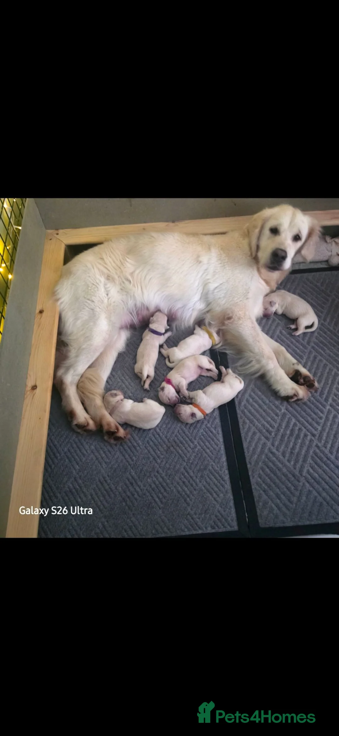 Golden Retriever dogs for sale: Golden Retriever Puppies in Bangor - Advert 1
