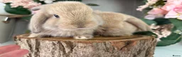 Mini Lop rabbits for sale: New born mini lop rabbits - Advert 6