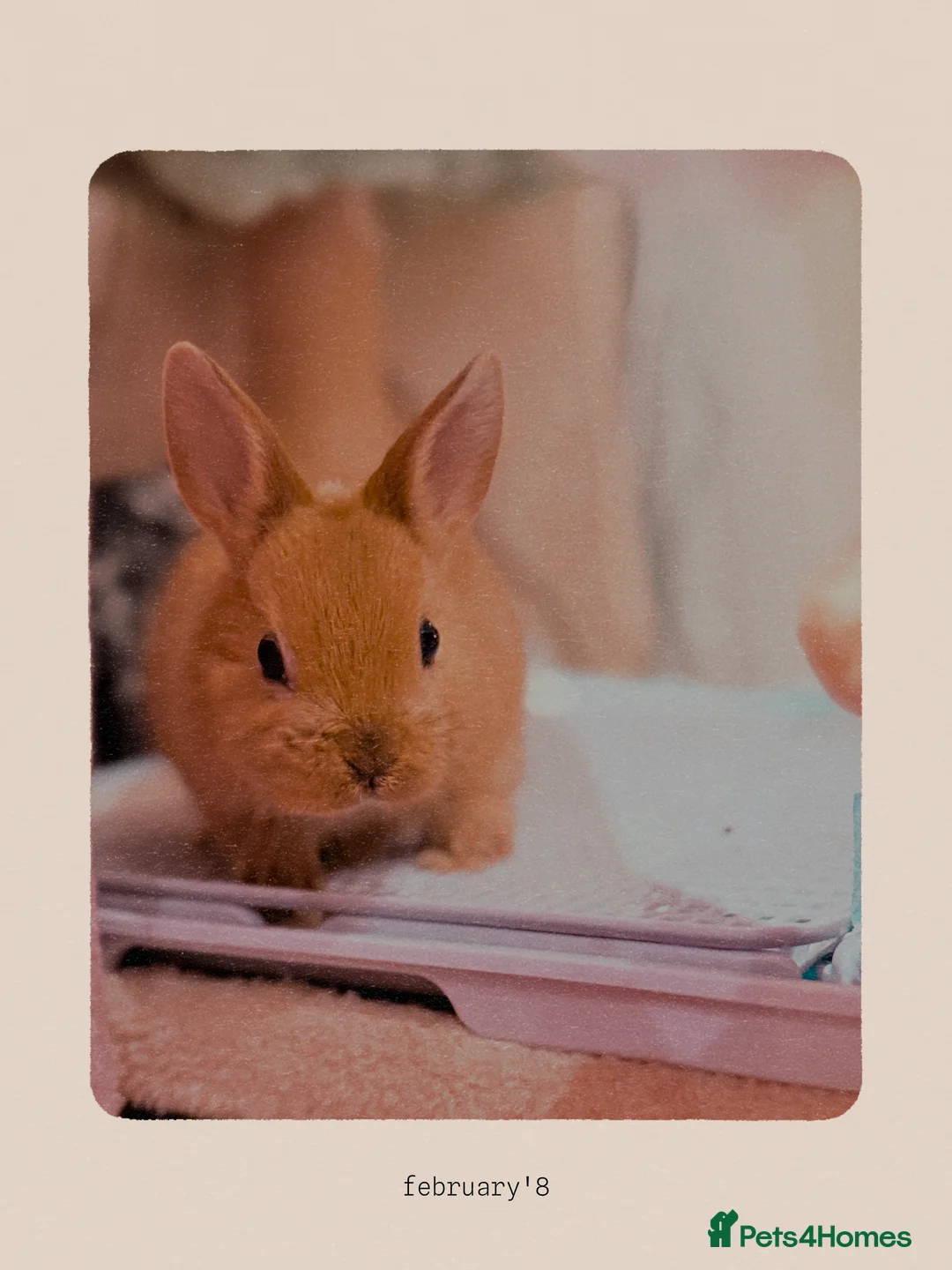 Netherland Dwarf rabbits for sale: Urgent rehoming. Young Netherland dwarf+ mini lop - Advert 23