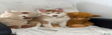 Siberian Husky 7