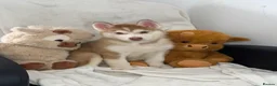 Siberian Husky dogs for sale: Siberian husky puppies  - Advert 13