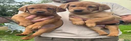 Labrador Retriever dogs for sale: KC Registered Fox Red Labrador Puppies for Sale - Advert 4