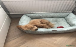 Cavapoo dogs for sale: Beautiful 18 month old cavapoo girl  - Image 8