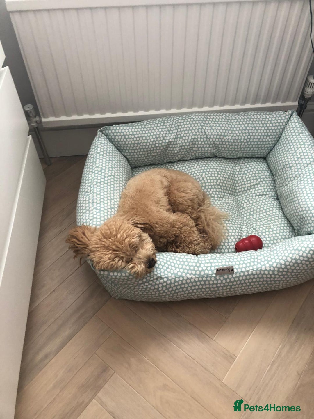 Cavapoo dogs for sale: Beautiful 18 month old cavapoo girl  - Image 8
