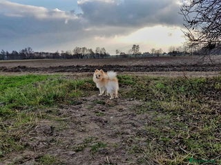 Pomeranian dogs in Bradford - Advert 22