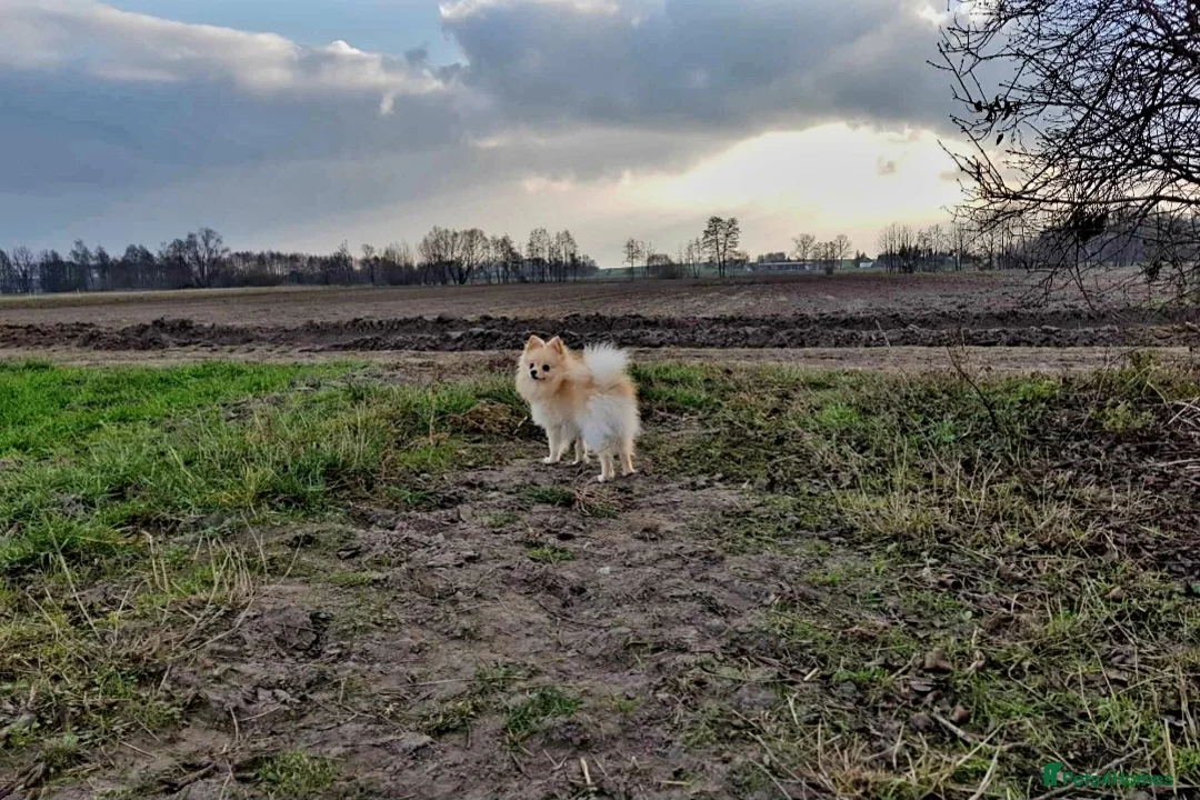 Pomeranian dogs for stud: GUCCI STUD in Bradford - Advert 1