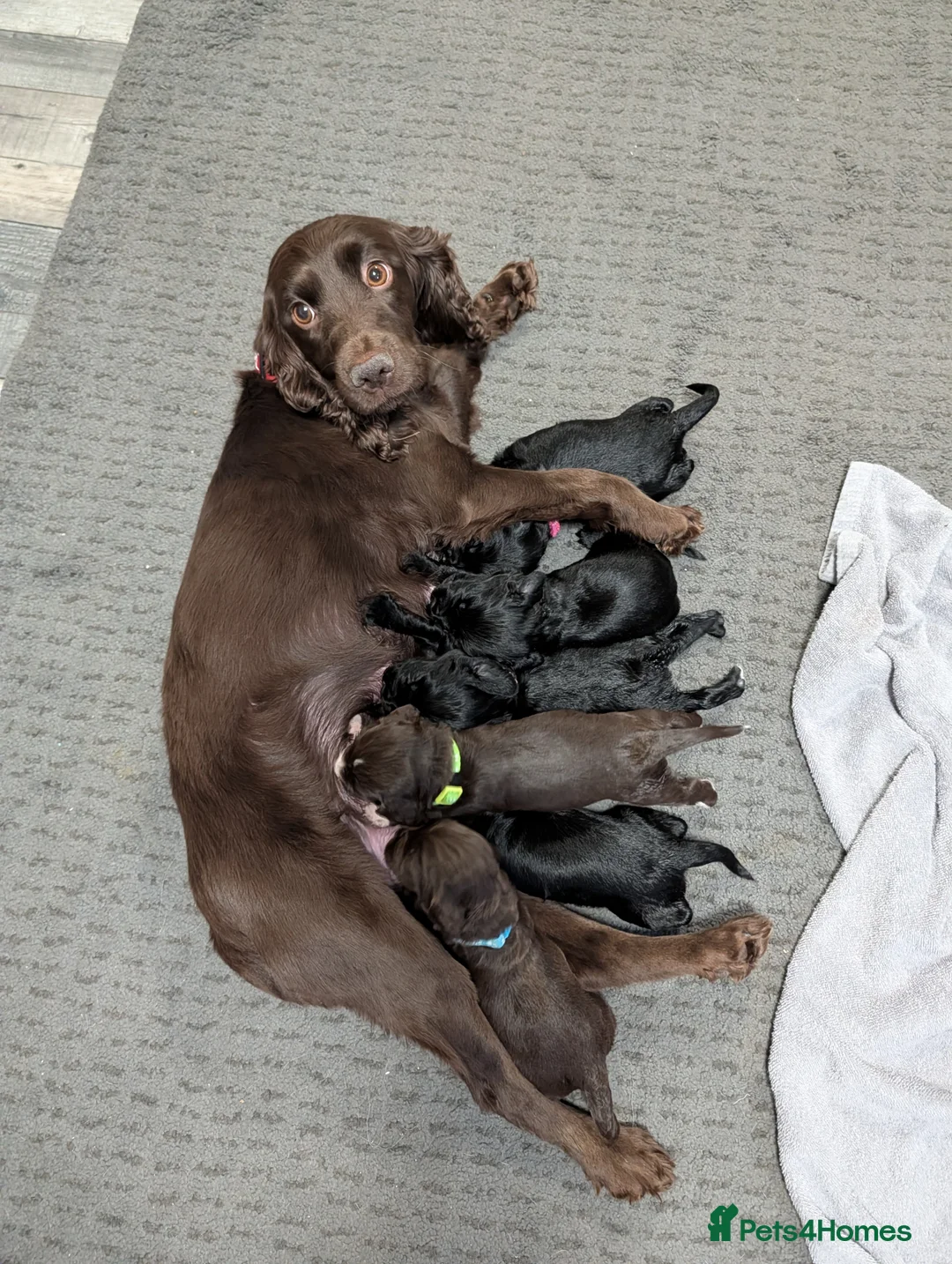 Sprocker dogs for sale: Sprocker spaniel - Advert 1