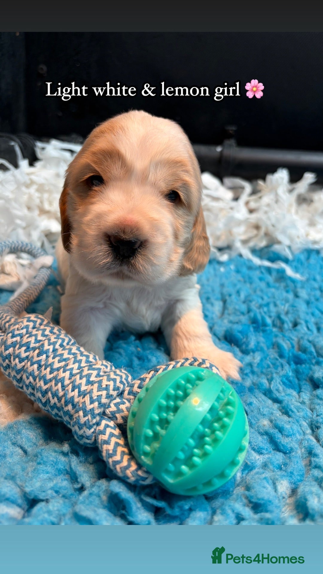 Cocker Spaniel dogs 🏆 Award Winning 🏆 - Advert 2