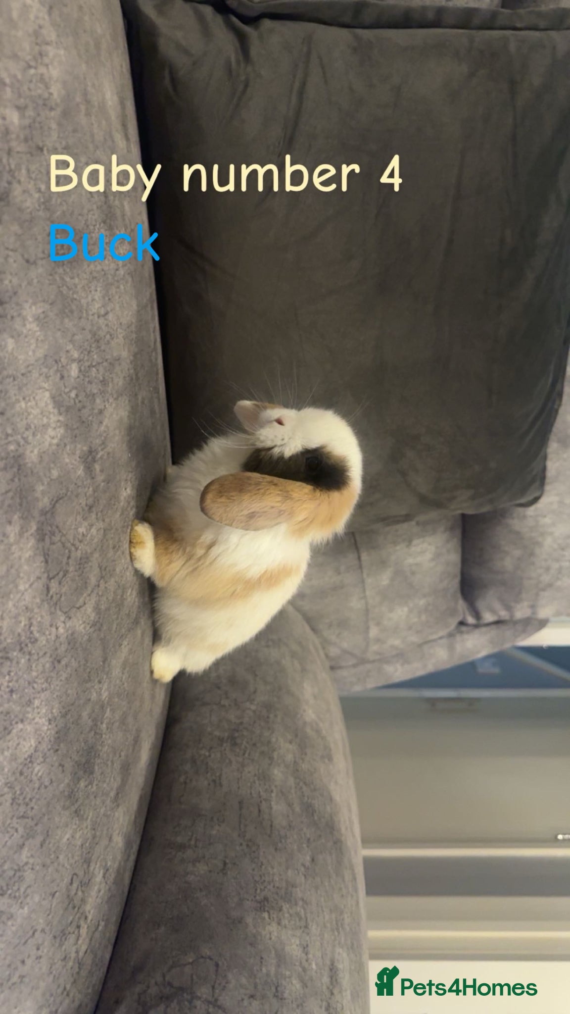 Mini Lop rabbits Pure bred mini lops two boys left🐇 - Advert 10