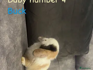 Mini Lop rabbits Pure bred mini lops two boys left🐇 - Advert 10