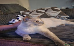 British Shorthair cats for sale: Beautiful British Shorthair - Image 8