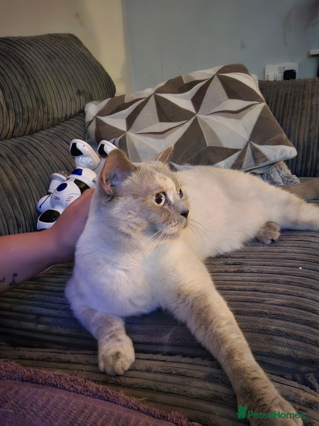 British Shorthair cats for sale: Beautiful British Shorthair - Image 8
