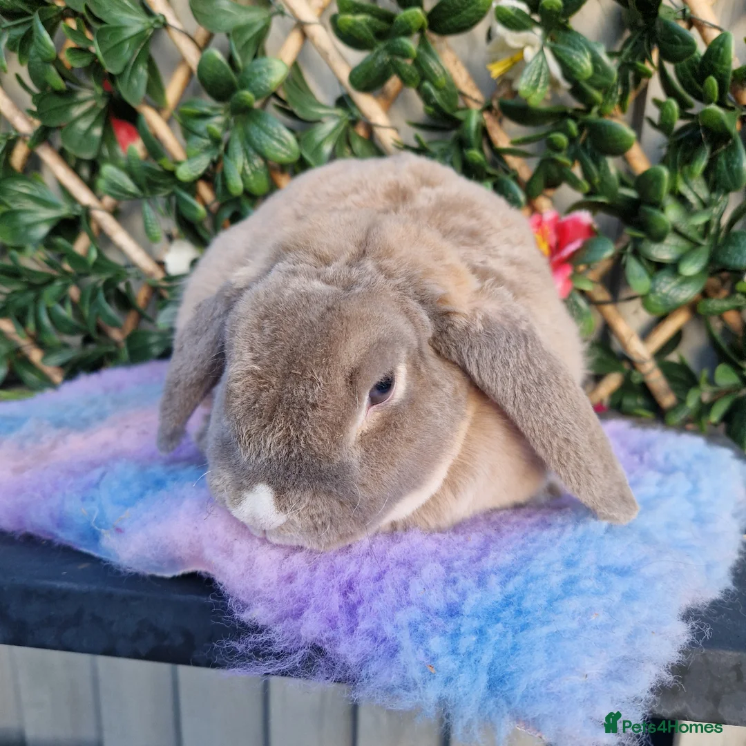 Mini Lop rabbits for sale: miniture plush lop adult doe!!!!!  - Advert 2